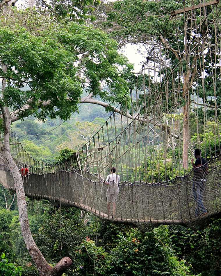 The canopy walkway of Kakum National Park above the rainforest